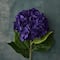 12 Pack: Purple-Blue Hydrangea Stem by Ashland®